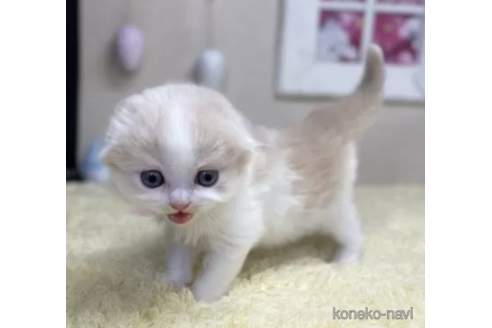 販売中の茨城県のスコティッシュフォールド(折れ耳)-116657の1枚目